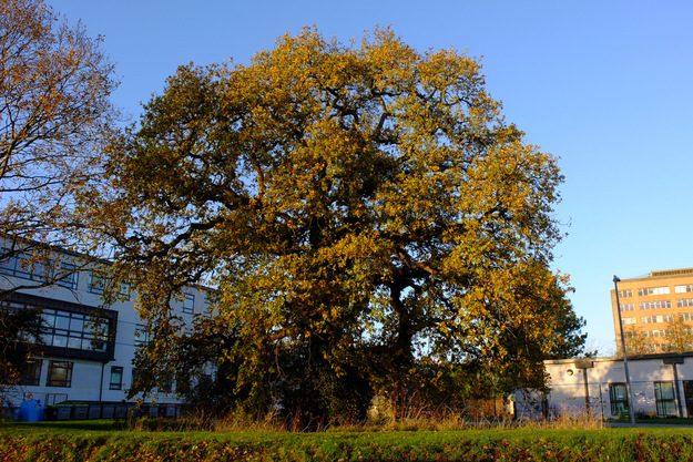 Nursery East tree photo