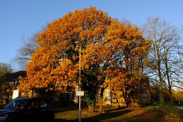 Knight Nursery tree photo
