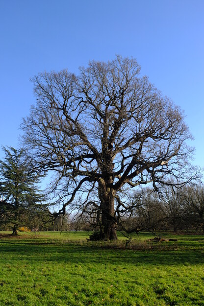 January tree photo