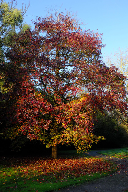 December tree photo