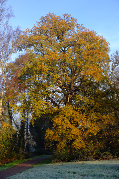 December tree photo