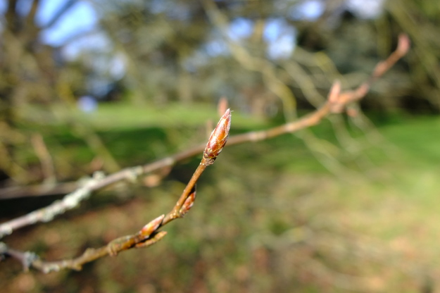 February close-up photo