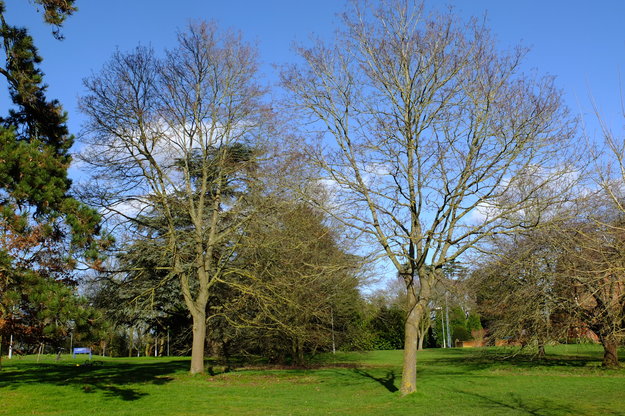 February tree photo