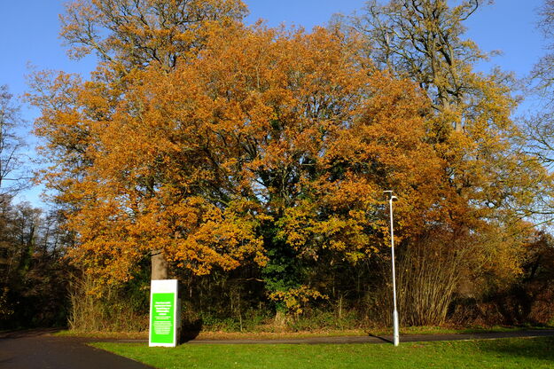 Causeway Bridge tree photo