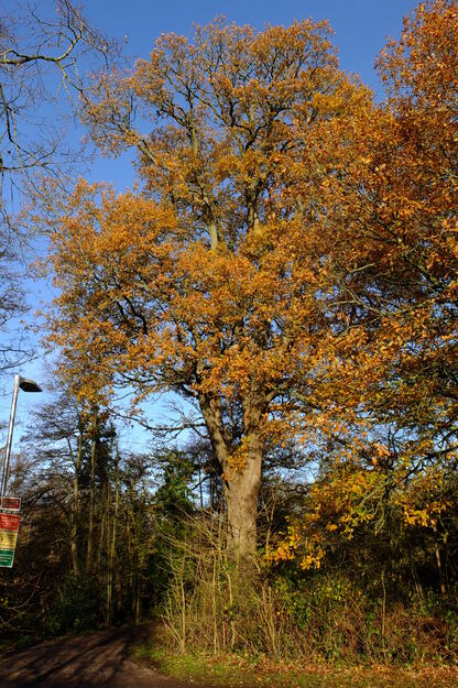 December tree photo