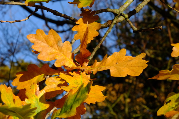 December close-up photo
