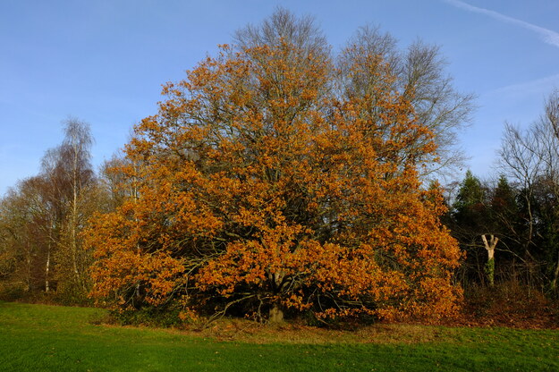Nursery meadow tree photo