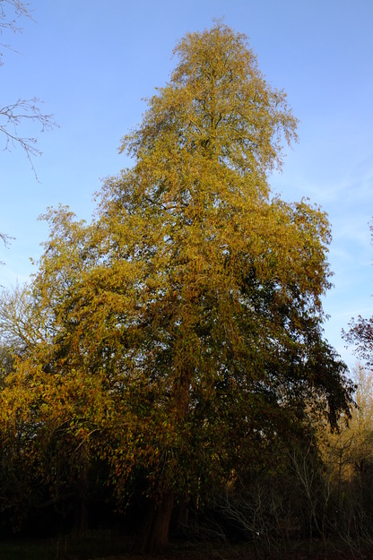 Photo of Alnus subcordata