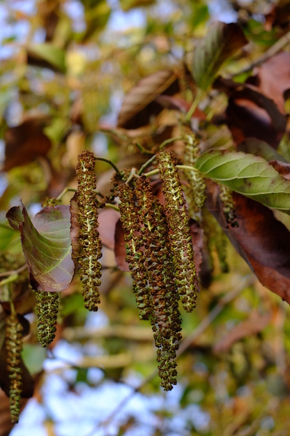 December close-up photo