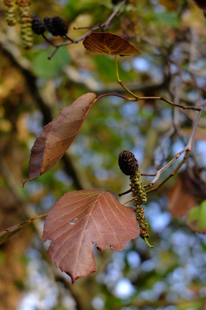 December close-up photo