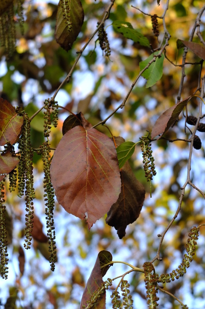 December close-up photo