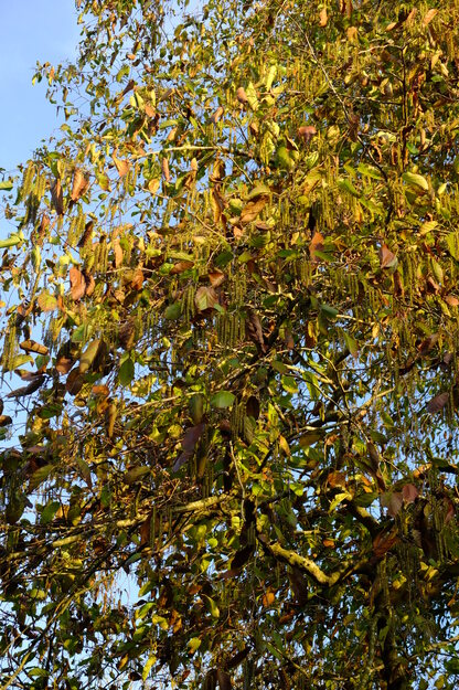 December close-up photo
