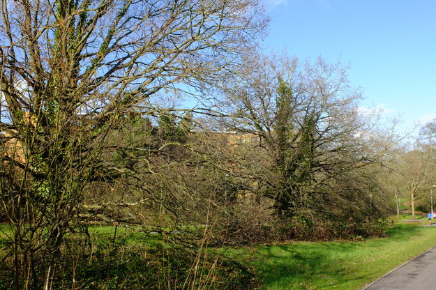 February tree photo