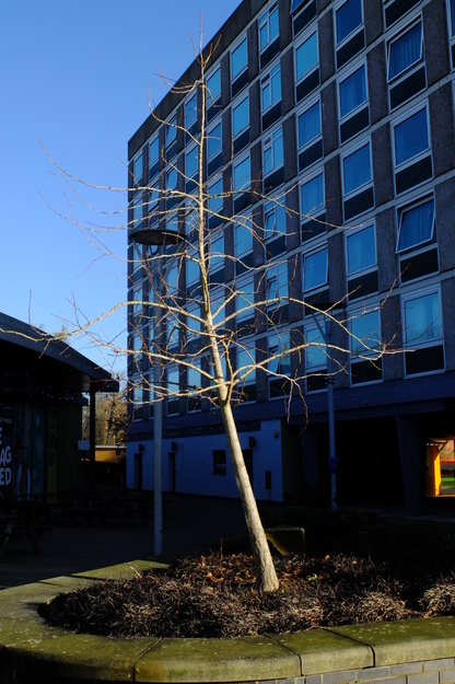 December tree photo