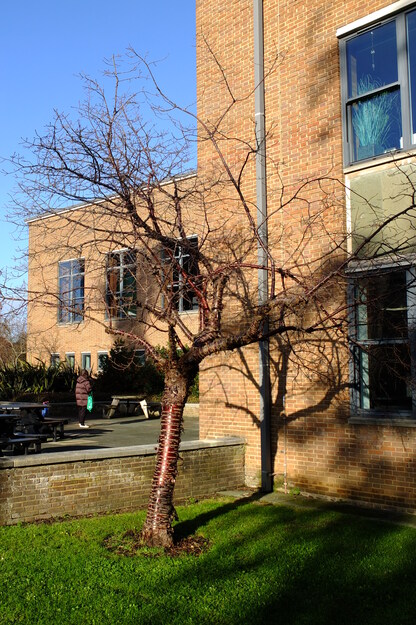 December tree photo