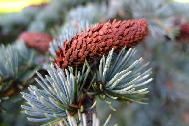 December close-up photo