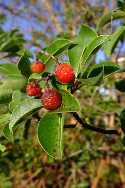 December close-up photo