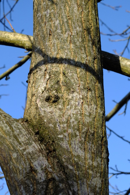 December close-up photo