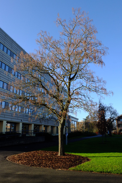 December tree photo