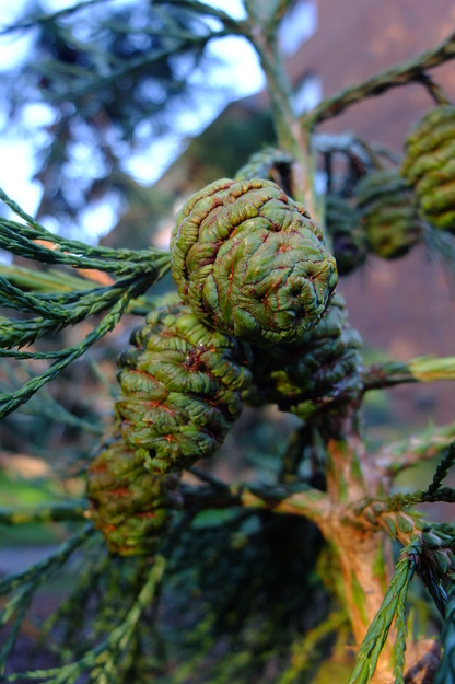 December close-up photo