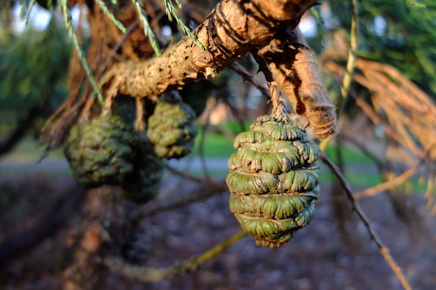 December close-up photo