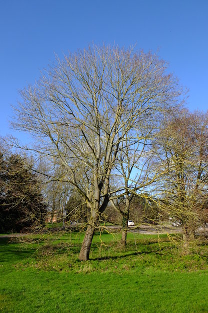 February tree photo