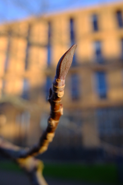 January close-up photo