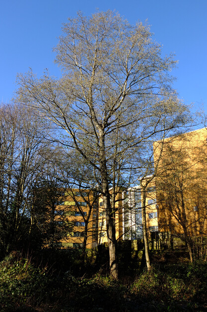 January tree photo
