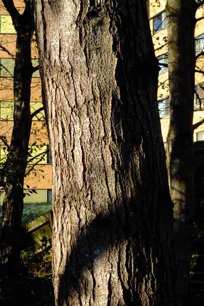 January close-up photo