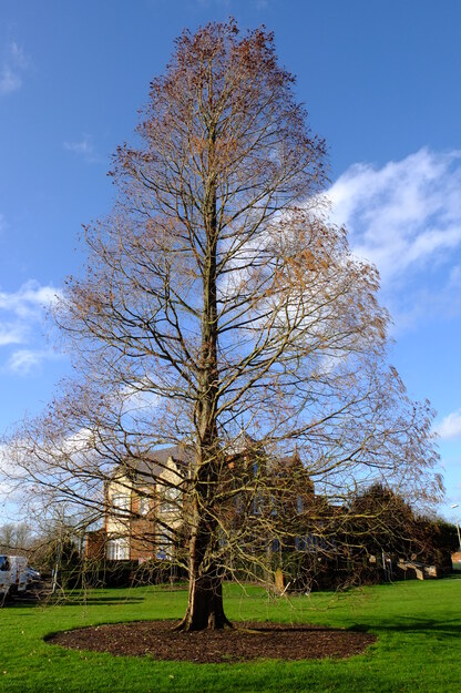 February tree photo