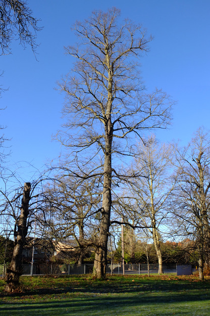 January tree photo