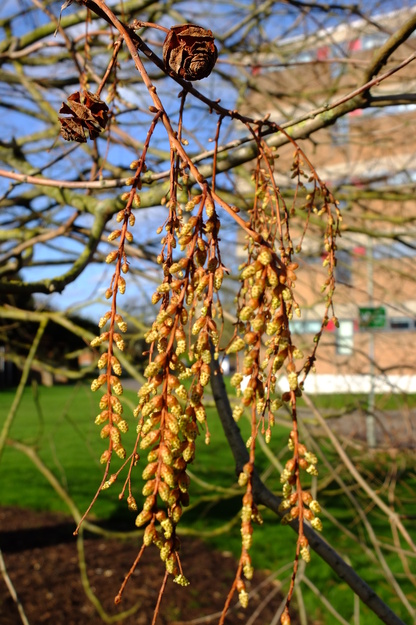 February close-up photo