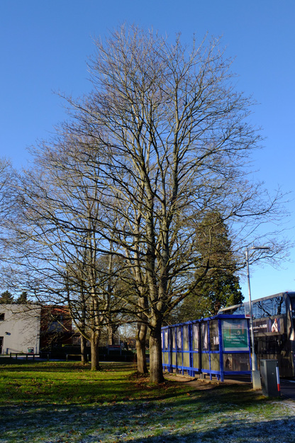 January tree photo