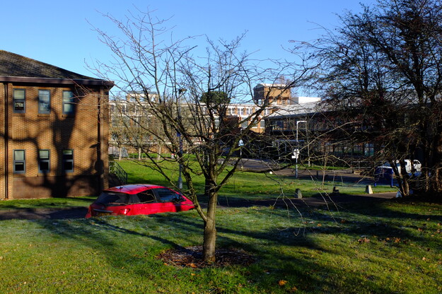 January tree photo