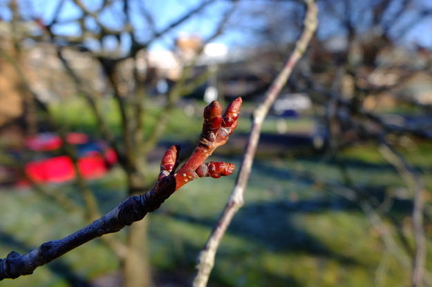 January close-up photo