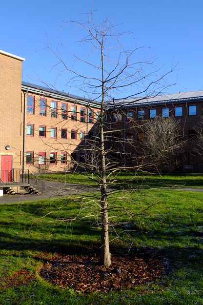 January tree photo