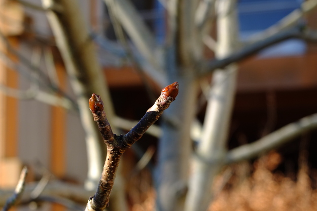January close-up photo