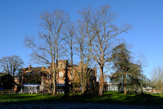 January tree photo