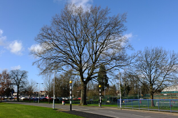 February tree photo