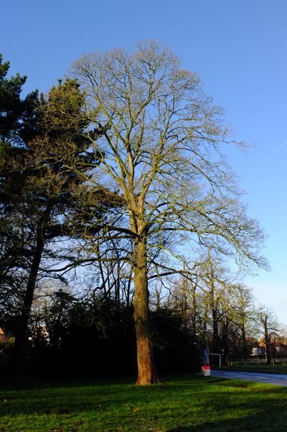 January tree photo