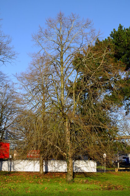 January tree photo