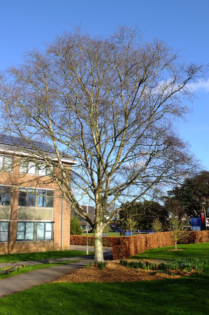 February tree photo