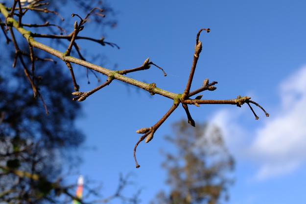 February close-up photo