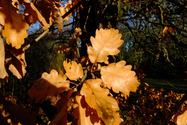 January close-up photo