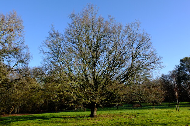 Photo of Quercus robur