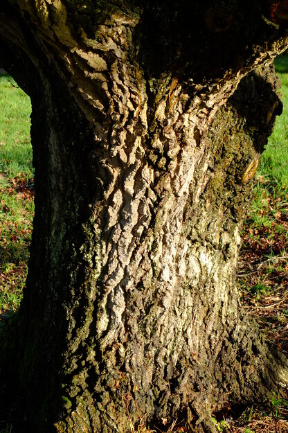 January close-up photo