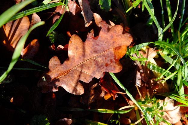 January close-up photo