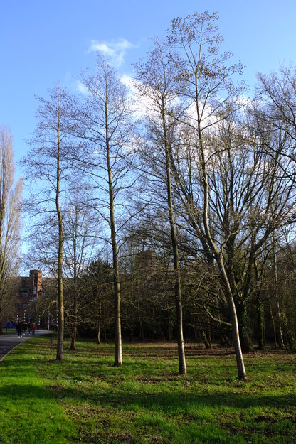 February tree photo