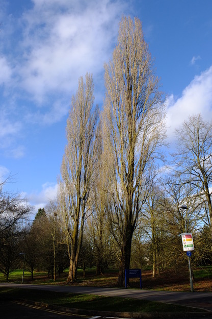 February tree photo