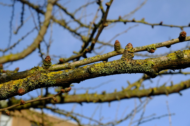 February close-up photo